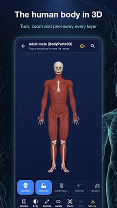 Ana3D: 3D Human Anatomy screenshot 4