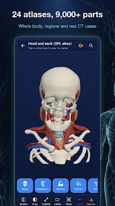 Ana3D: 3D Human Anatomy screenshot 3