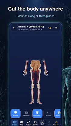 Ana3D: 3D Human Anatomy screenshot 2