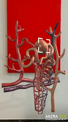 INSIGHT KIDNEY Enterprise screenshot 5