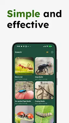 Insect Identifier - Insectr screenshot 5